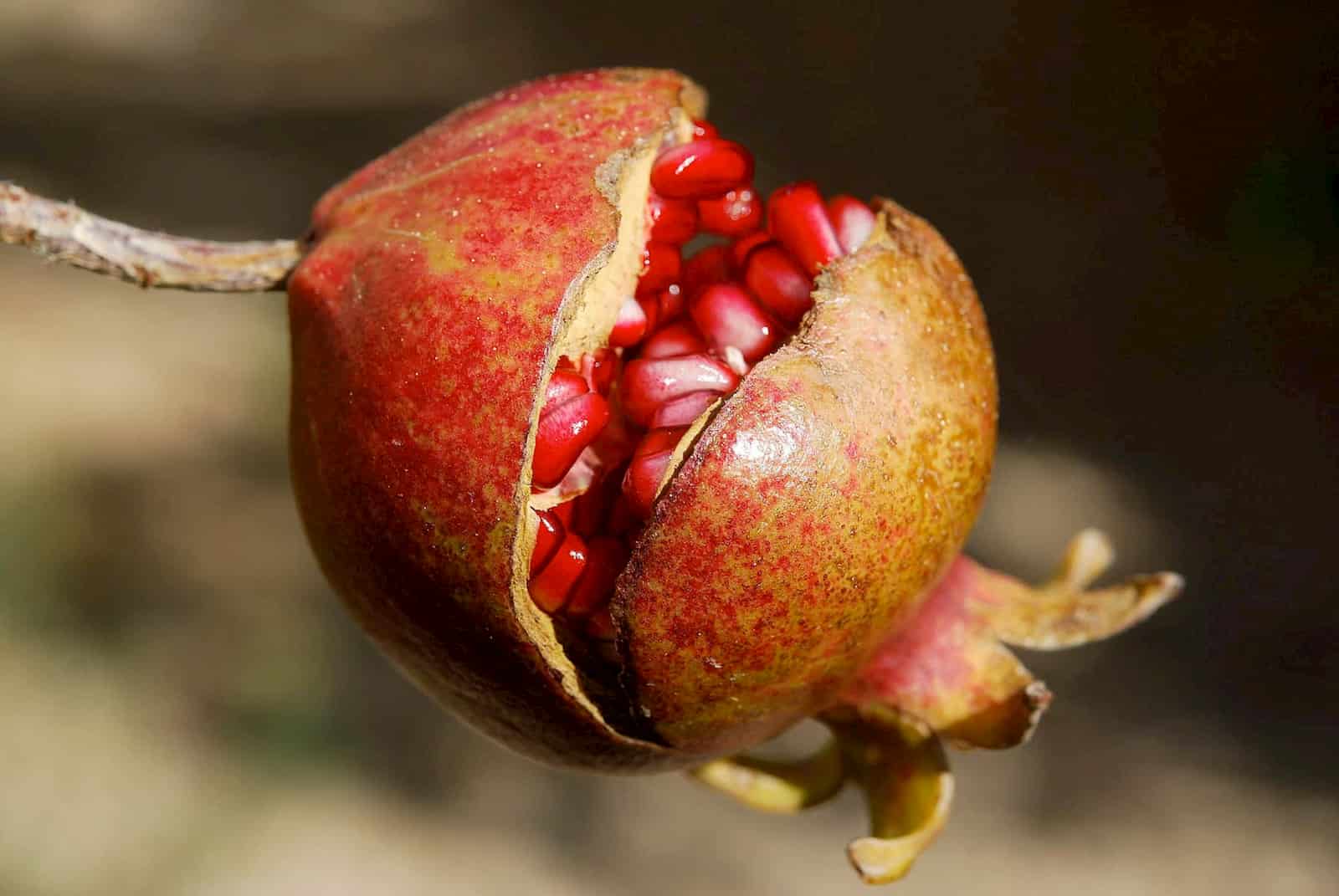 piramide olfattiva cuore profumi ambiente personalizzati profumia